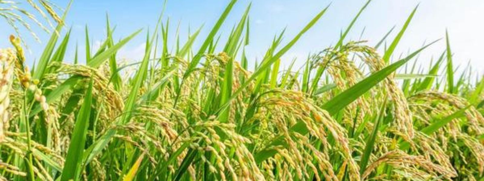 Paddy Harvest for Maha Season Expected to Drop